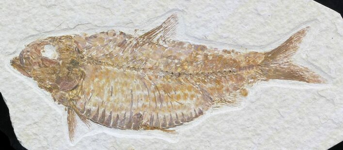 Knightia Alta Fossil Fish #32956